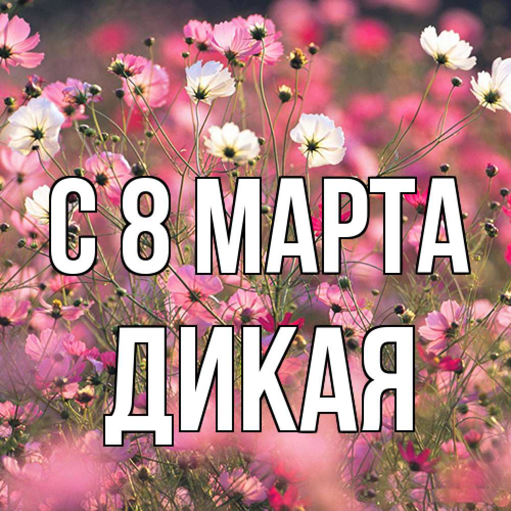 Открытка на каждый день с именем, дикая C 8 МАРТА красиво 1 Прикольная открытка с пожеланием онлайн скачать бесплатно 