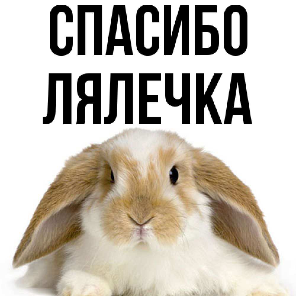 Открытка на каждый день с именем, лялечка Спасибо коричнево белый заяц Прикольная открытка с пожеланием онлайн скачать бесплатно 