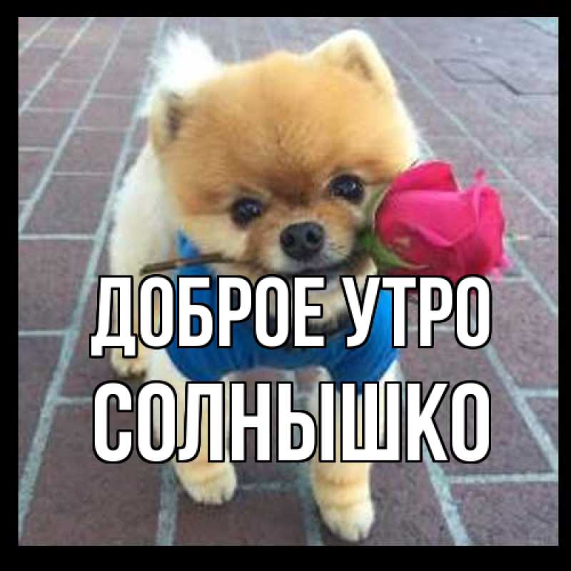 Картинка Доброе утро, Солнышко