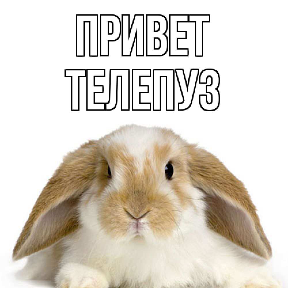 Открытка на каждый день с именем, Телепуз Привет с животными Прикольная открытка с пожеланием онлайн скачать бесплатно 