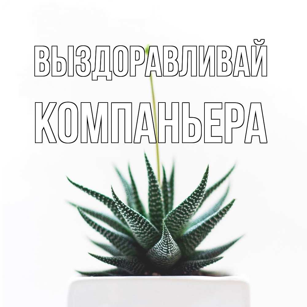 Открытка на каждый день с именем, Компаньера Выздоравливай короче это непонятная колючка Прикольная открытка с пожеланием онлайн скачать бесплатно 