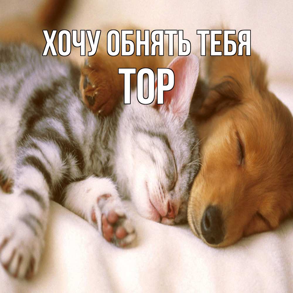 Открытка на каждый день с именем, Тор Хочу обнять тебя пес и котенок Прикольная открытка с пожеланием онлайн скачать бесплатно 