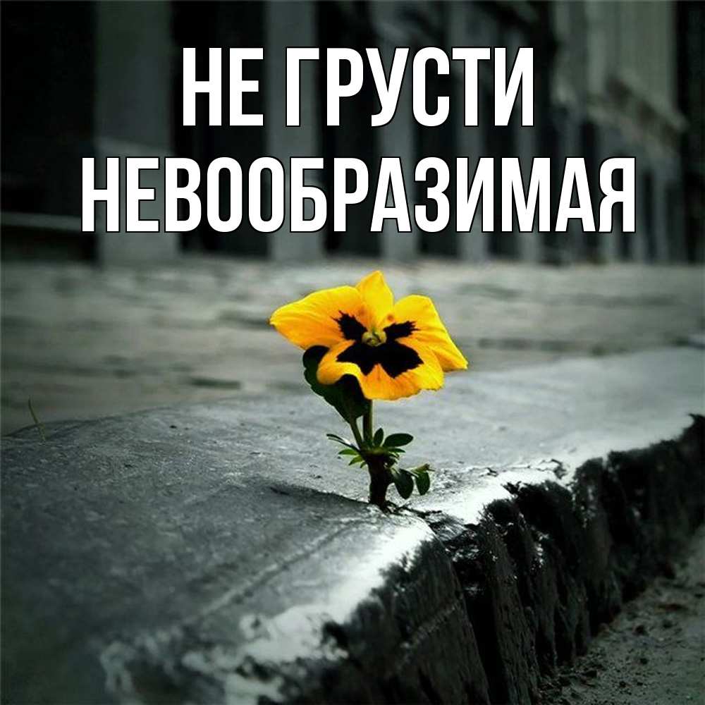 Открытка на каждый день с именем, Невообразимая Не грусти не сдавайся Прикольная открытка с пожеланием онлайн скачать бесплатно 