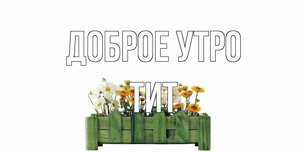 Открытка на каждый день с именем, Тит Доброе утро цветы Прикольная открытка с пожеланием онлайн скачать бесплатно 