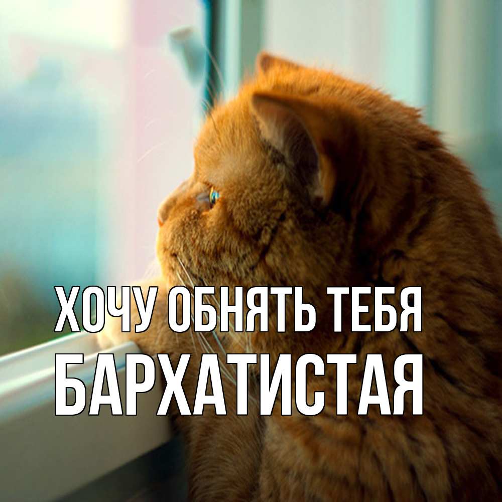 Открытка на каждый день с именем, Бархатистая Хочу обнять тебя большой огромный рыжий котяра Прикольная открытка с пожеланием онлайн скачать бесплатно 
