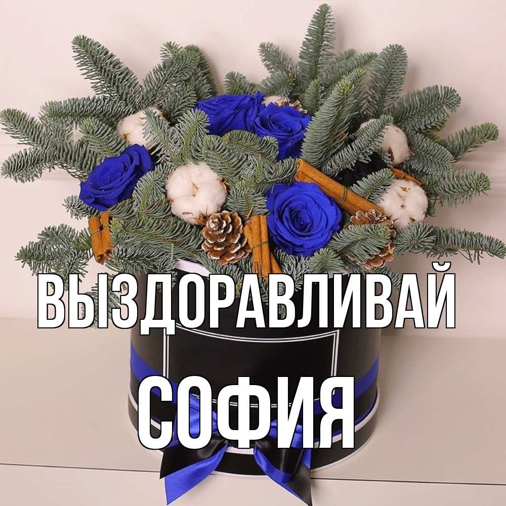 Открытка на каждый день с именем, София Выздоравливай короче кто то загрузил эти шишки Прикольная открытка с пожеланием онлайн скачать бесплатно 