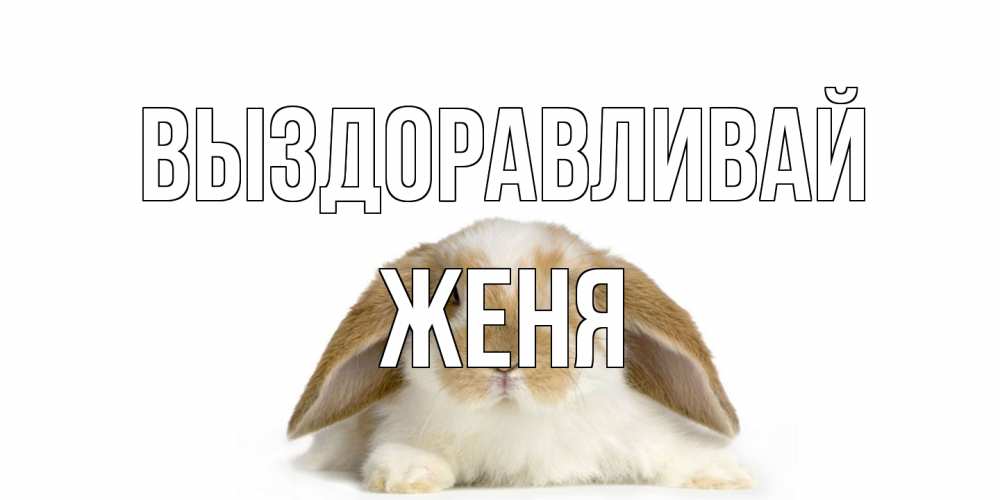 Открытка на каждый день с именем, Женя Выздоравливай вислоухий кролик белого и коричневого цвета Прикольная открытка с пожеланием онлайн скачать бесплатно 