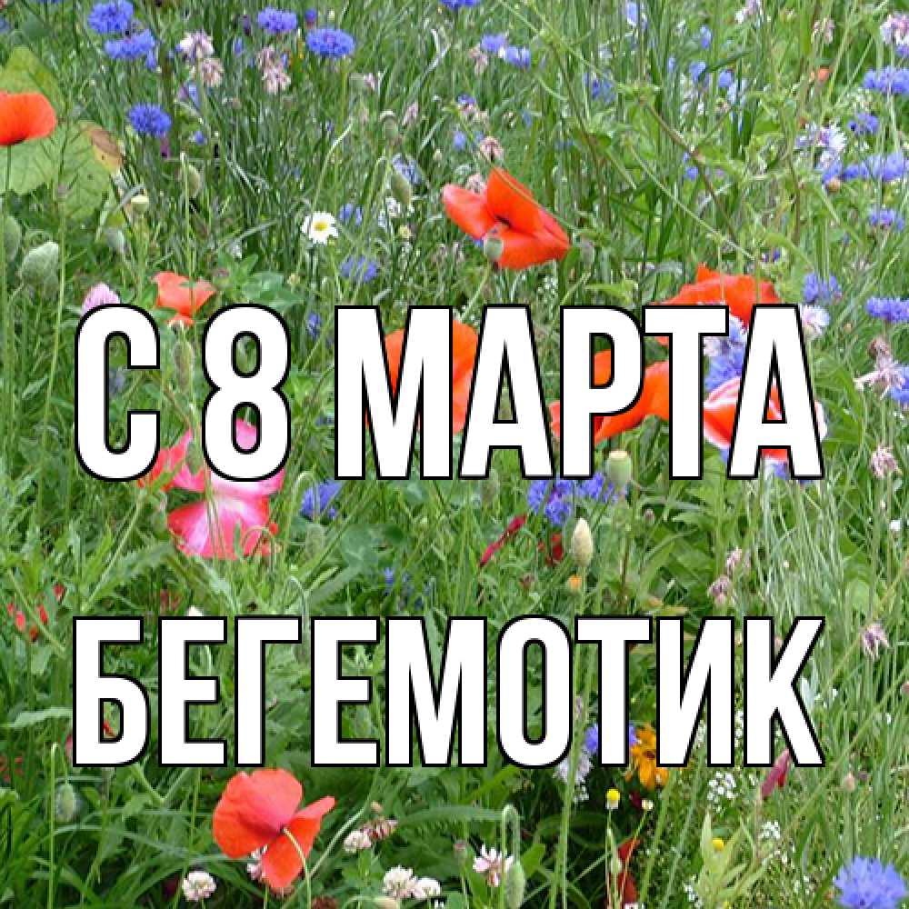 Открытка на каждый день с именем, Бегемотик C 8 МАРТА международный женский день 4 Прикольная открытка с пожеланием онлайн скачать бесплатно 