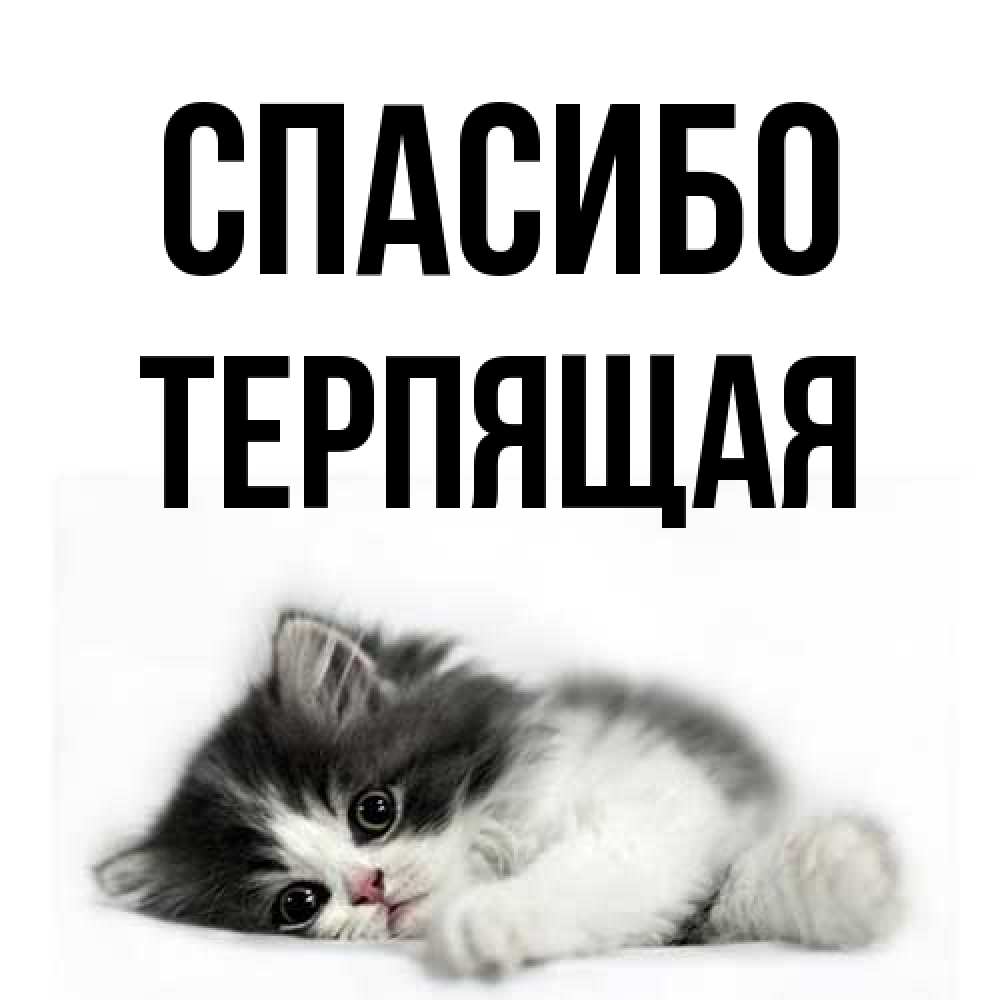 Открытка на каждый день с именем, Теpпящая Спасибо черный и белый кот Прикольная открытка с пожеланием онлайн скачать бесплатно 
