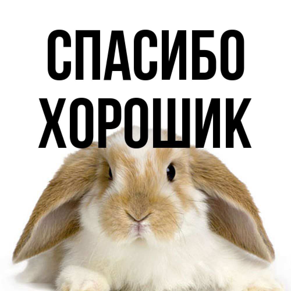 Открытка на каждый день с именем, Хорошик Спасибо коричнево белый заяц Прикольная открытка с пожеланием онлайн скачать бесплатно 