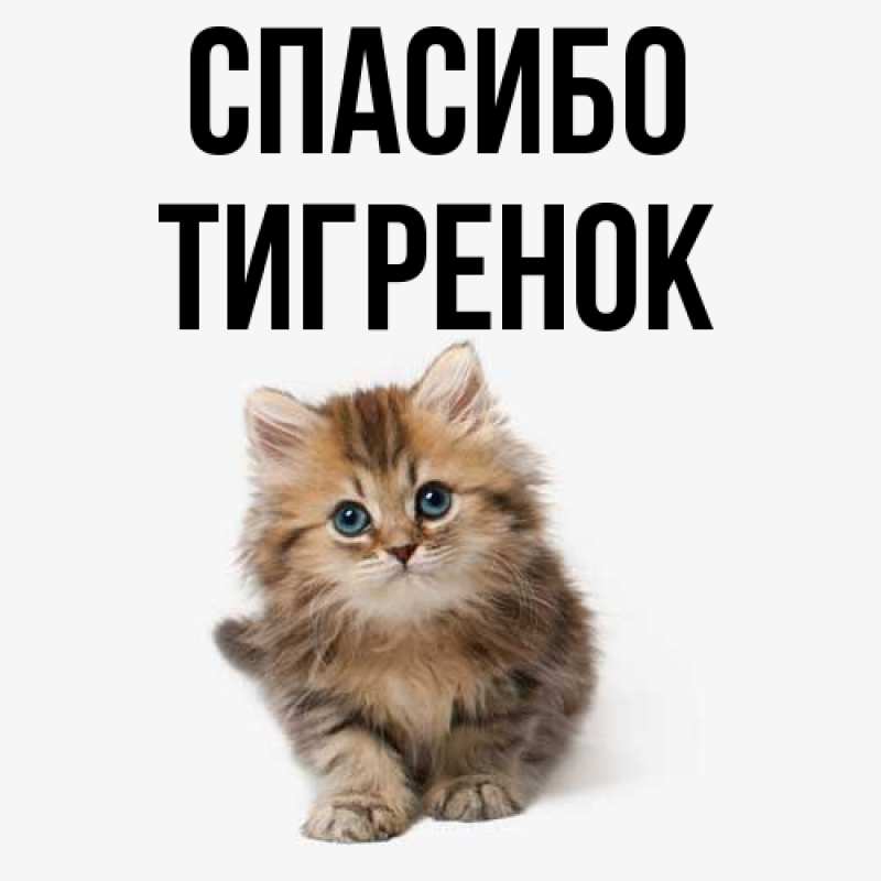 Картинка Спасибо, Тигpенок