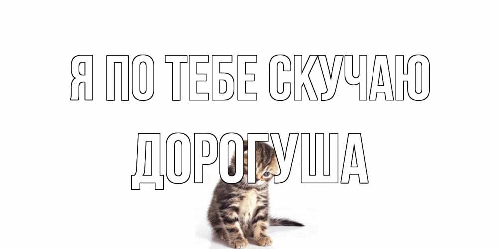 Открытка на каждый день с именем, дорогуша Я по тебе скучаю кот Прикольная открытка с пожеланием онлайн скачать бесплатно 