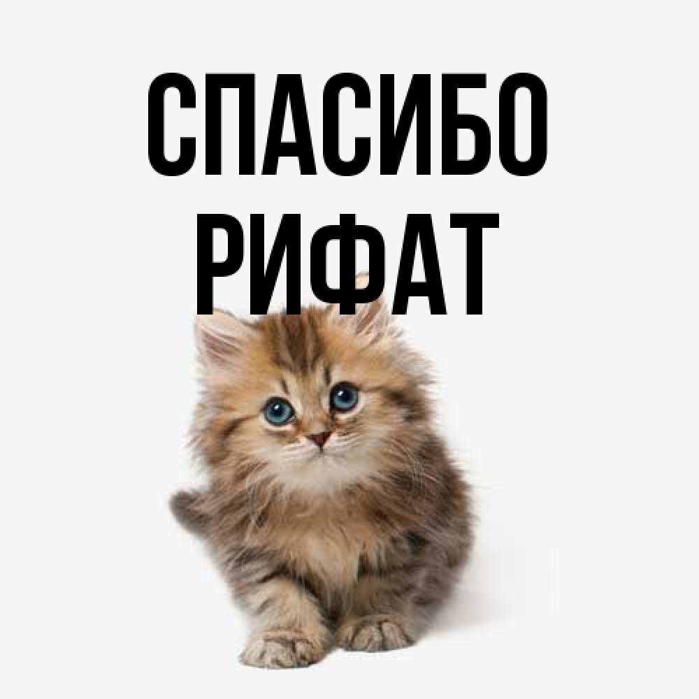 Открытка на каждый день с именем, Рифат Спасибо пушистый котик Прикольная открытка с пожеланием онлайн скачать бесплатно 