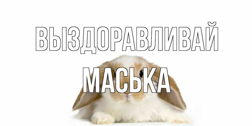 Открытка на каждый день с именем, Маська Выздоравливай вислоухий кролик белого и коричневого цвета Прикольная открытка с пожеланием онлайн скачать бесплатно 