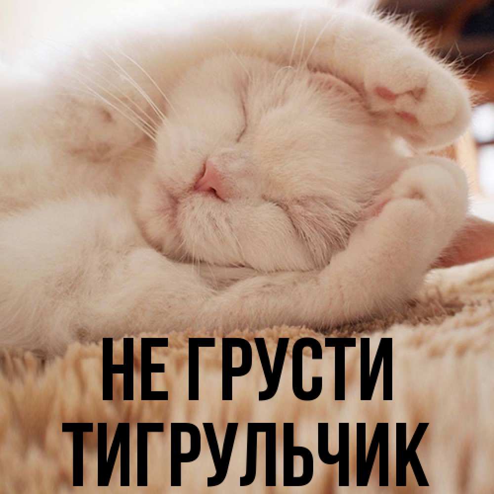 Открытка на каждый день с именем, Тигpульчик Не грусти Котенок спит Прикольная открытка с пожеланием онлайн скачать бесплатно 