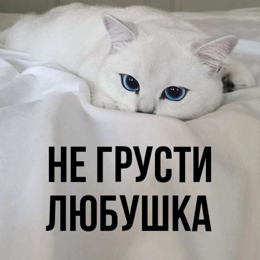 Открытка на каждый день с именем, Любушка Не грусти Голубоглазая кошка Прикольная открытка с пожеланием онлайн скачать бесплатно 