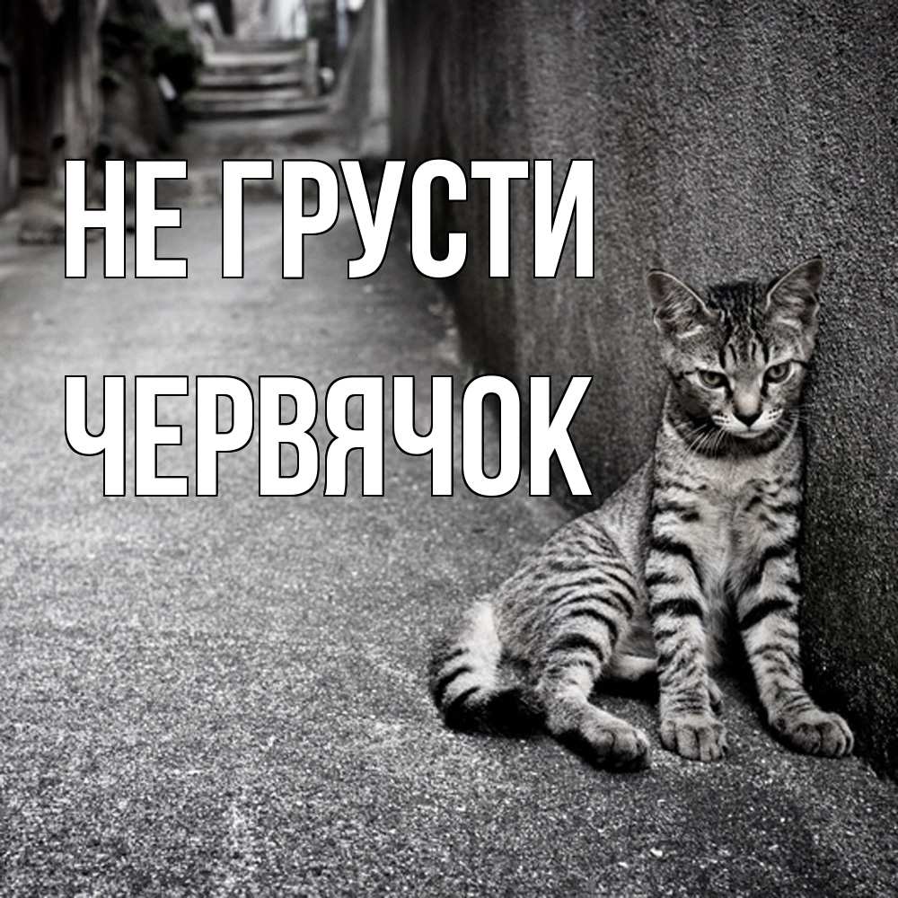 Открытка на каждый день с именем, Червячок Не грусти скучающий котик Прикольная открытка с пожеланием онлайн скачать бесплатно 