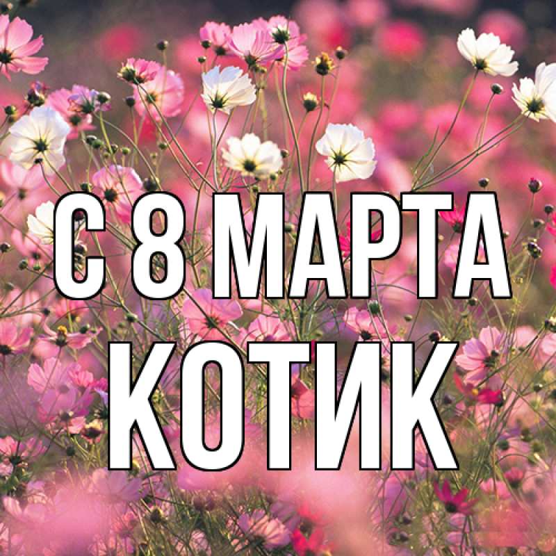 Картинка C 8 МАРТА, Котик