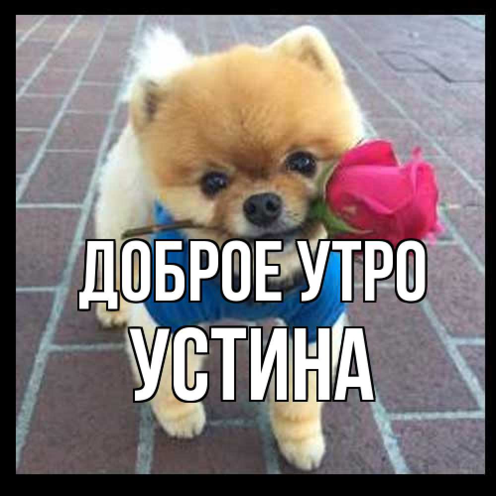Открытка на каждый день с именем, Устина Доброе утро роза в зубах Прикольная открытка с пожеланием онлайн скачать бесплатно 