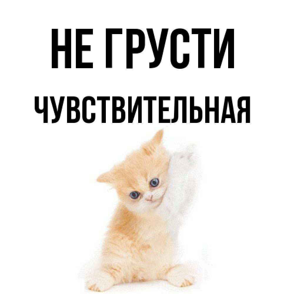 Открытка на каждый день с именем, Чувствительная Не грусти просящий кот Прикольная открытка с пожеланием онлайн скачать бесплатно 