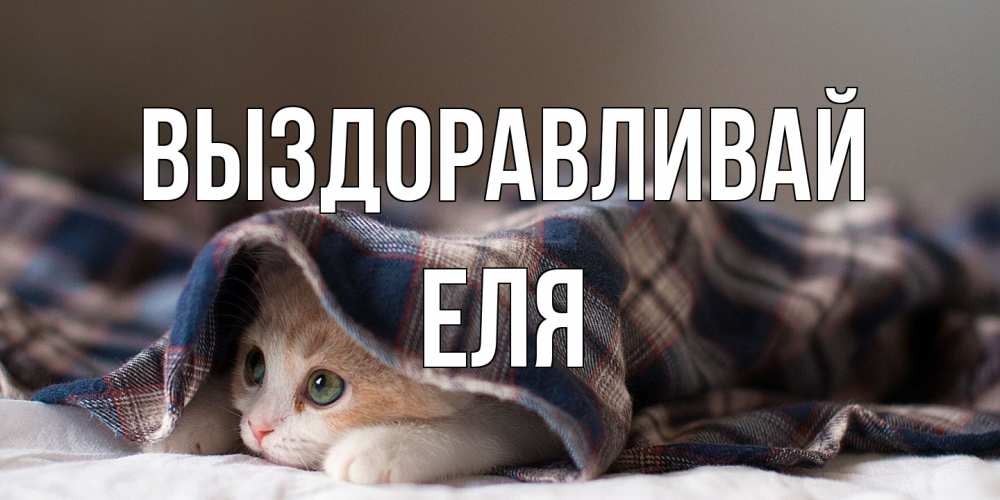 Открытка на каждый день с именем, Еля Выздоравливай не болейте с котиком Прикольная открытка с пожеланием онлайн скачать бесплатно 