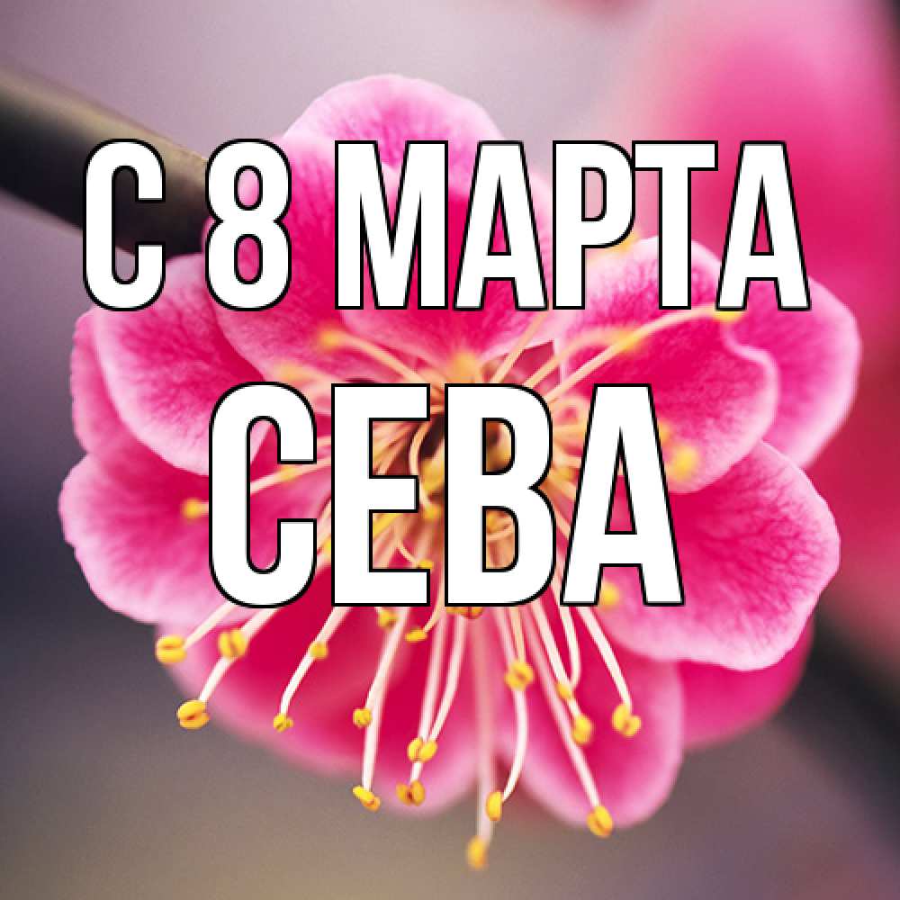 Открытка на каждый день с именем, Сева C 8 МАРТА цветы Прикольная открытка с пожеланием онлайн скачать бесплатно 