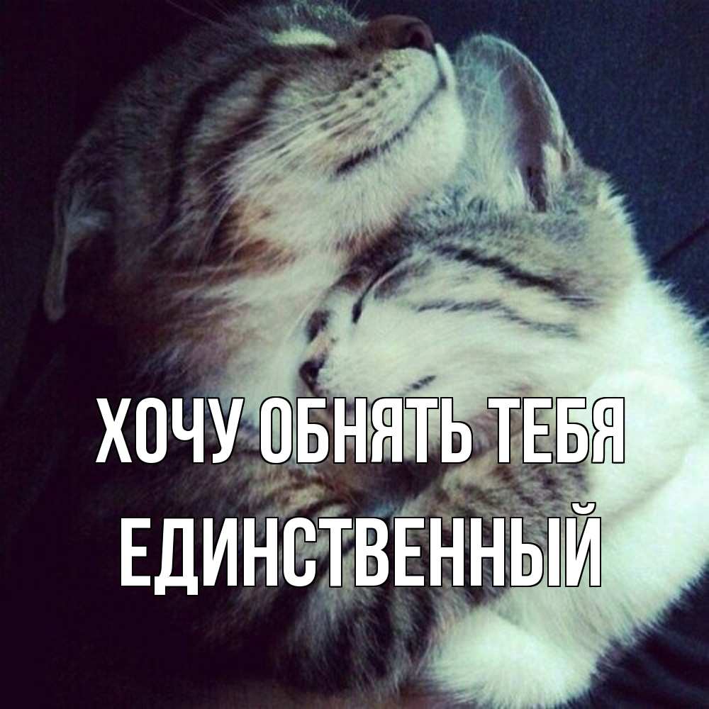 Открытка на каждый день с именем, Единственный Хочу обнять тебя полосатики Прикольная открытка с пожеланием онлайн скачать бесплатно 