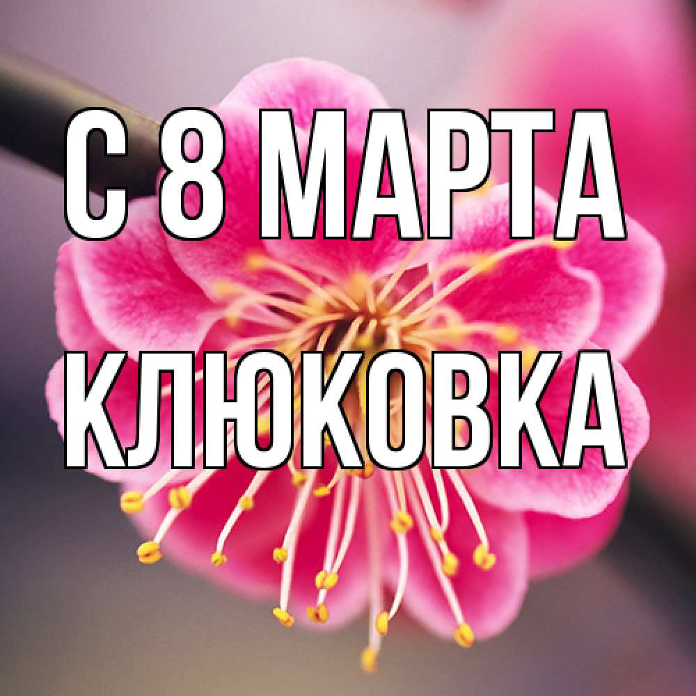 Открытка на каждый день с именем, клюковка C 8 МАРТА цветы Прикольная открытка с пожеланием онлайн скачать бесплатно 