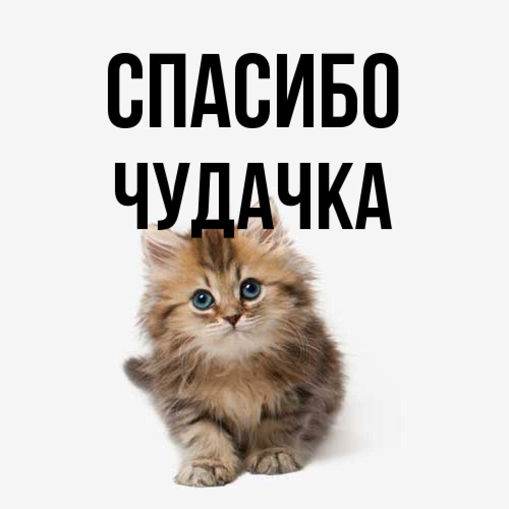 Открытка на каждый день с именем, Чудачка Спасибо пушистый котик Прикольная открытка с пожеланием онлайн скачать бесплатно 