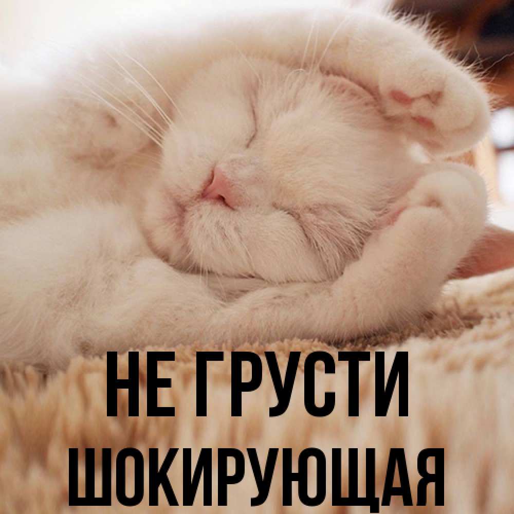 Открытка на каждый день с именем, Шокирующая Не грусти Котенок спит Прикольная открытка с пожеланием онлайн скачать бесплатно 