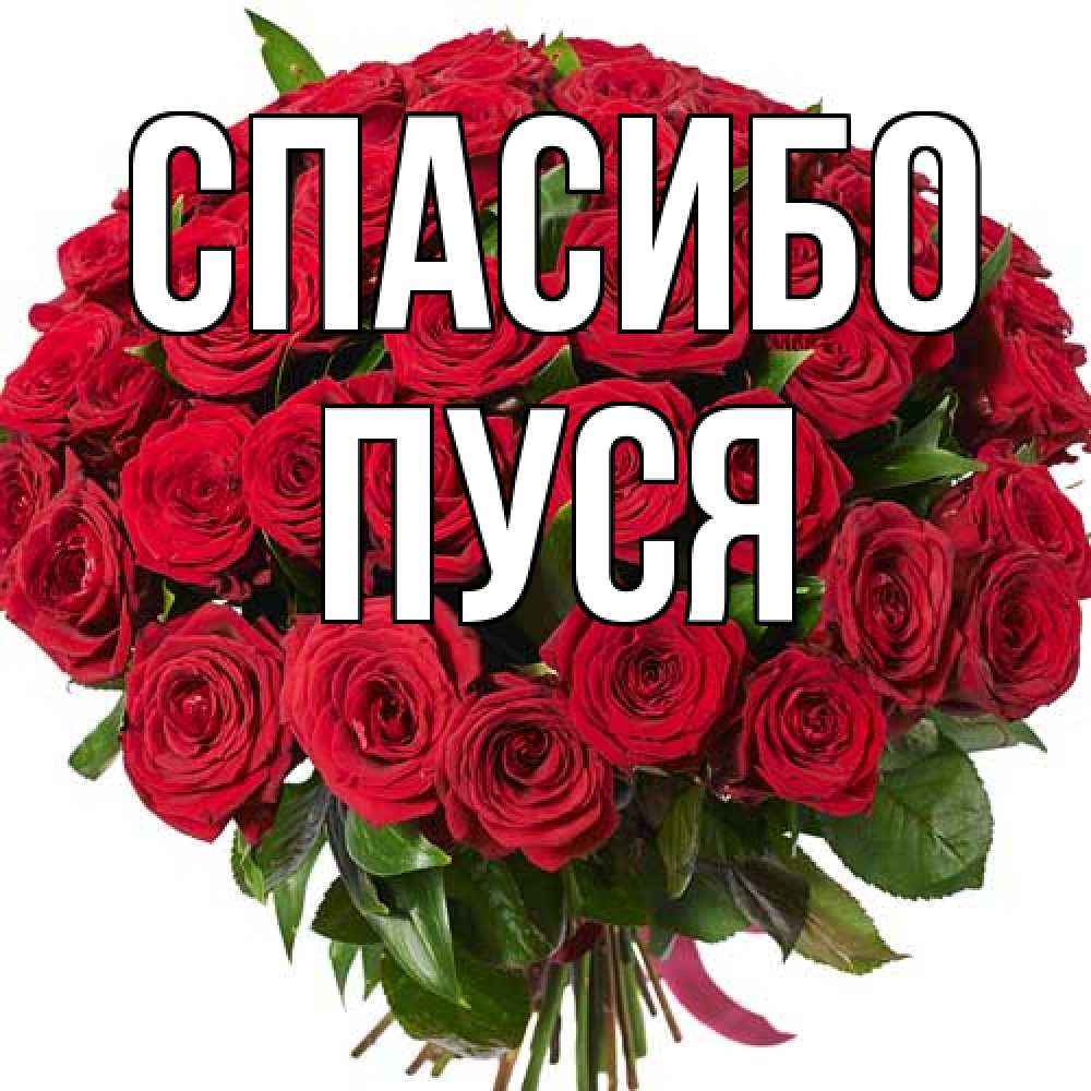 Открытка на каждый день с именем, Пуся Спасибо букет красных роз Прикольная открытка с пожеланием онлайн скачать бесплатно 