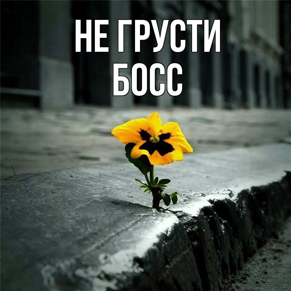 Открытка на каждый день с именем, Босс Не грусти не сдавайся Прикольная открытка с пожеланием онлайн скачать бесплатно 