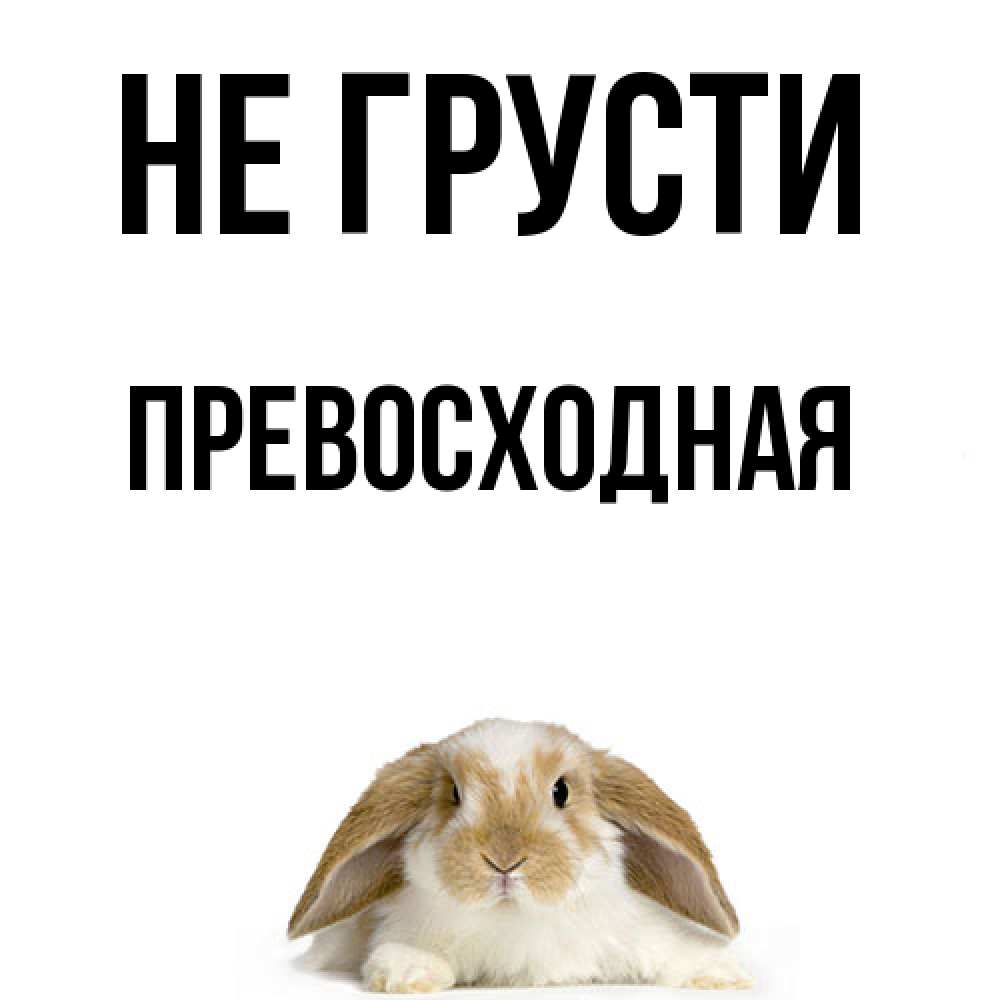 Открытка на каждый день с именем, Превосходная Не грусти коричнево белый заяц с большими ушками Прикольная открытка с пожеланием онлайн скачать бесплатно 