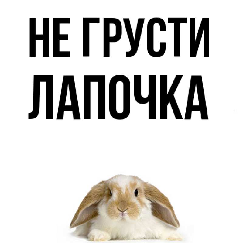 Картинка Не грусти, лапочка