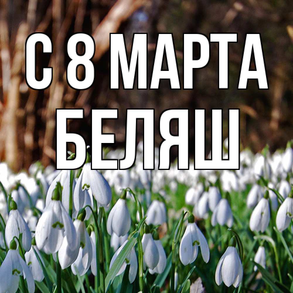 Открытка на каждый день с именем, Беляш C 8 МАРТА с подснежниками 1 Прикольная открытка с пожеланием онлайн скачать бесплатно 