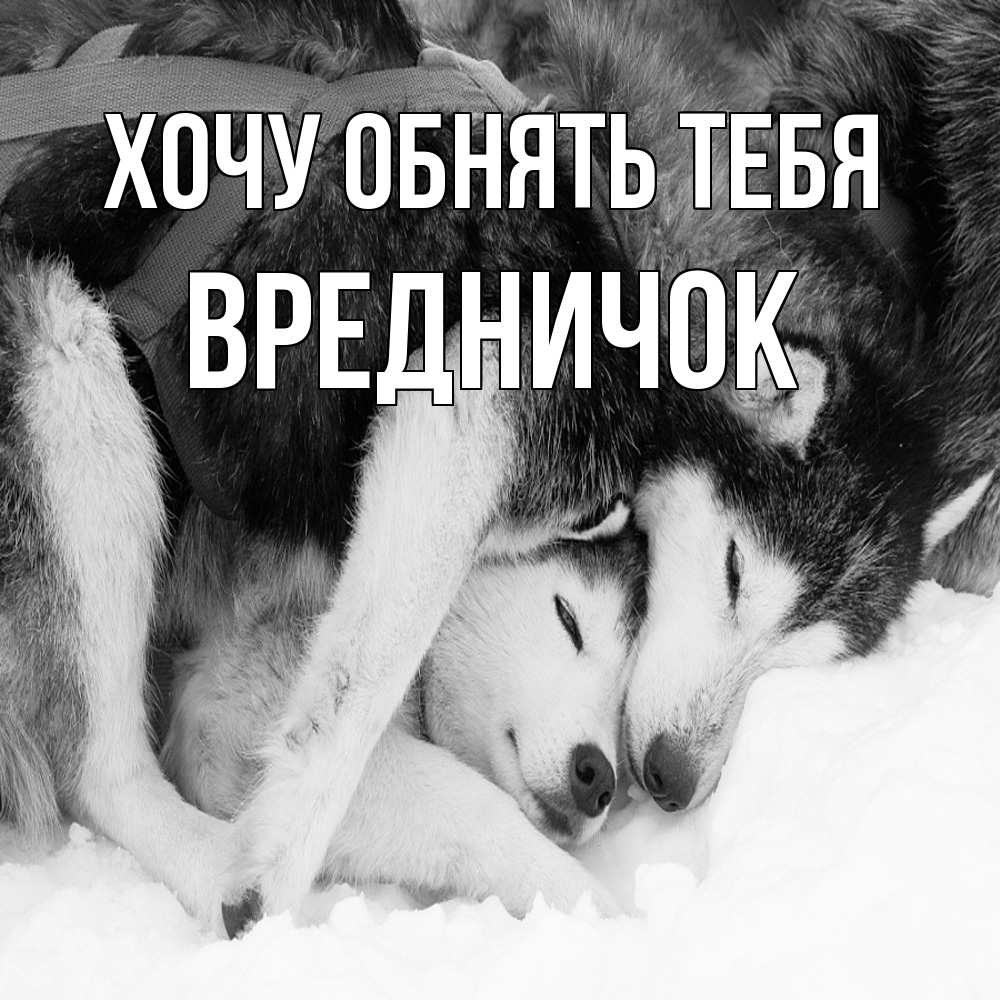 Открытка на каждый день с именем, Вредничок Хочу обнять тебя собачки в упряжке Прикольная открытка с пожеланием онлайн скачать бесплатно 