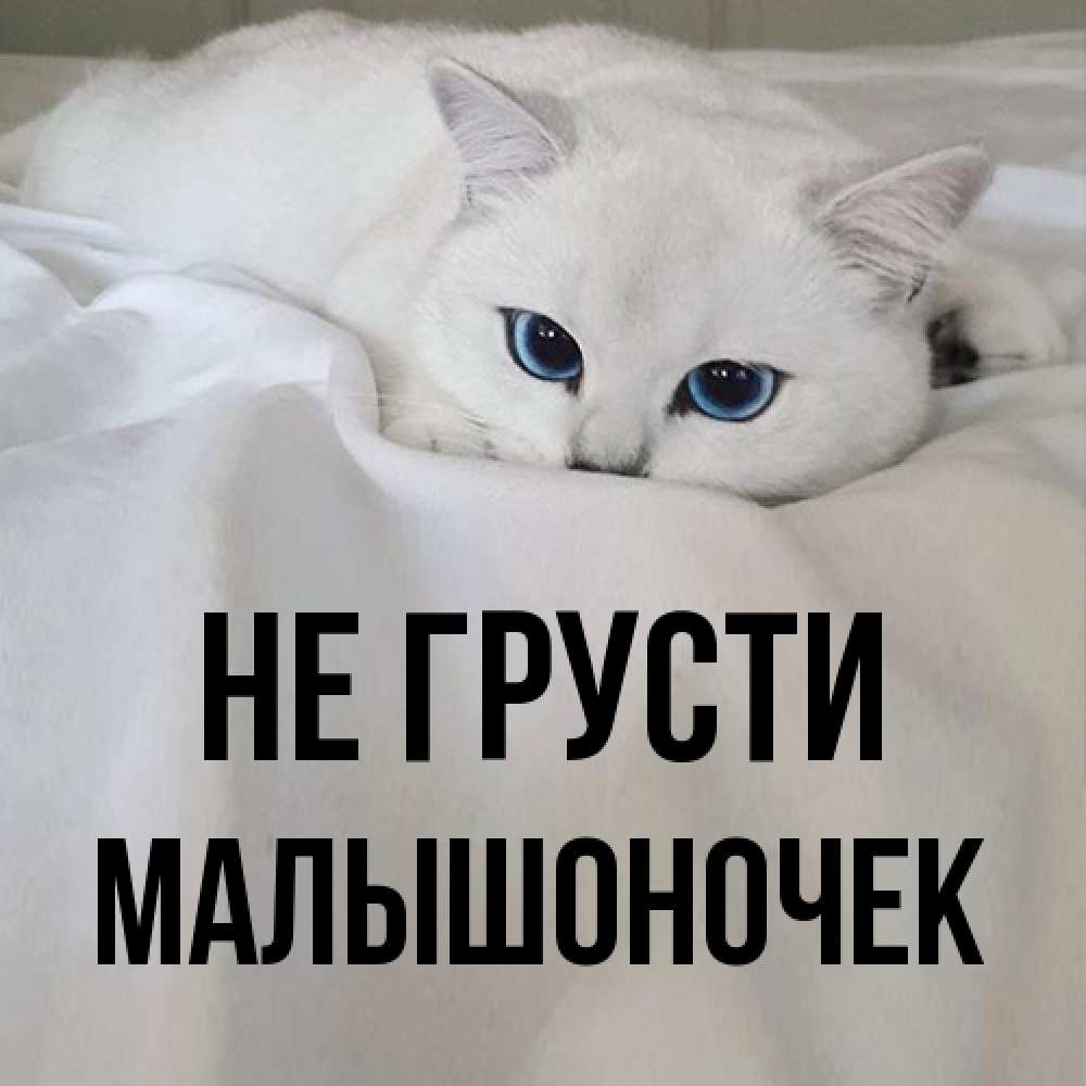 Открытка на каждый день с именем, Малышоночек Не грусти Голубоглазая кошка Прикольная открытка с пожеланием онлайн скачать бесплатно 