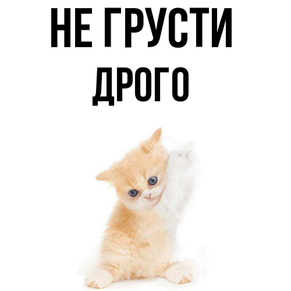 Открытка на каждый день с именем, Дрого Не грусти просящий кот Прикольная открытка с пожеланием онлайн скачать бесплатно 