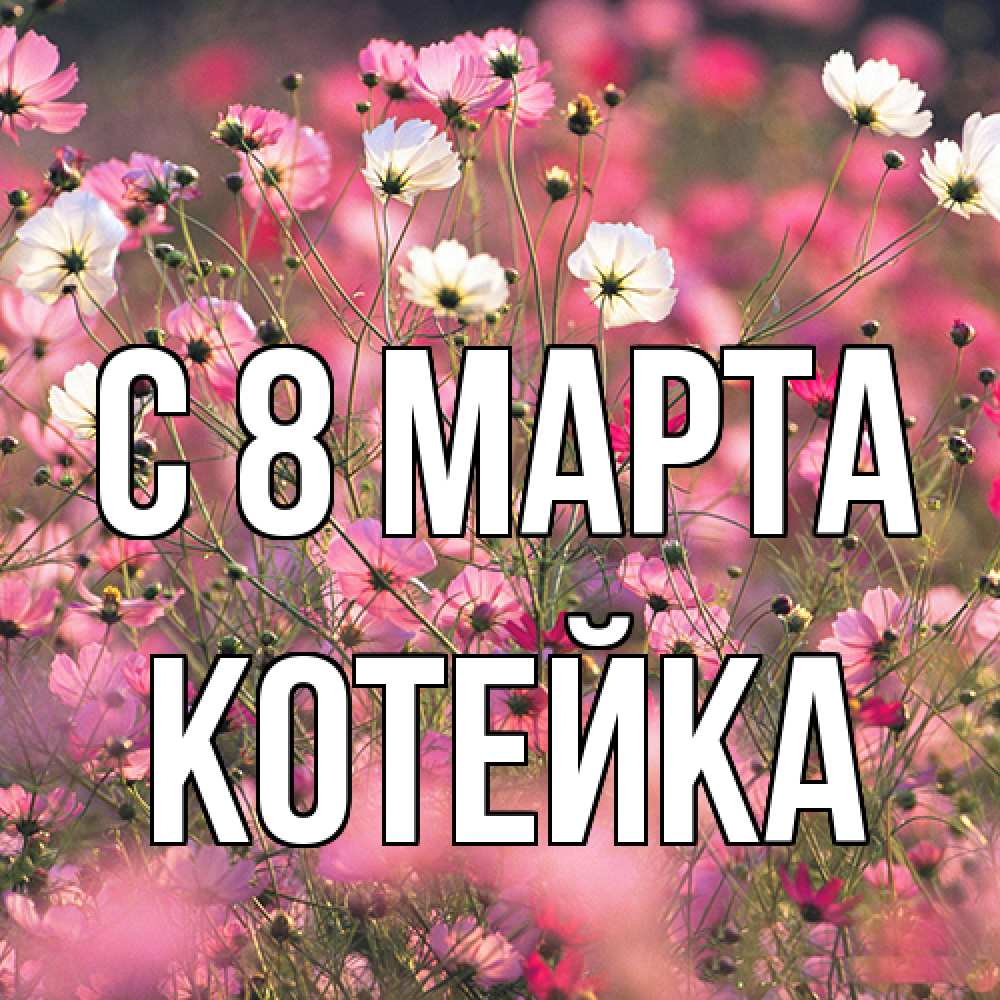 Открытка на каждый день с именем, Котейка C 8 МАРТА красиво 1 Прикольная открытка с пожеланием онлайн скачать бесплатно 