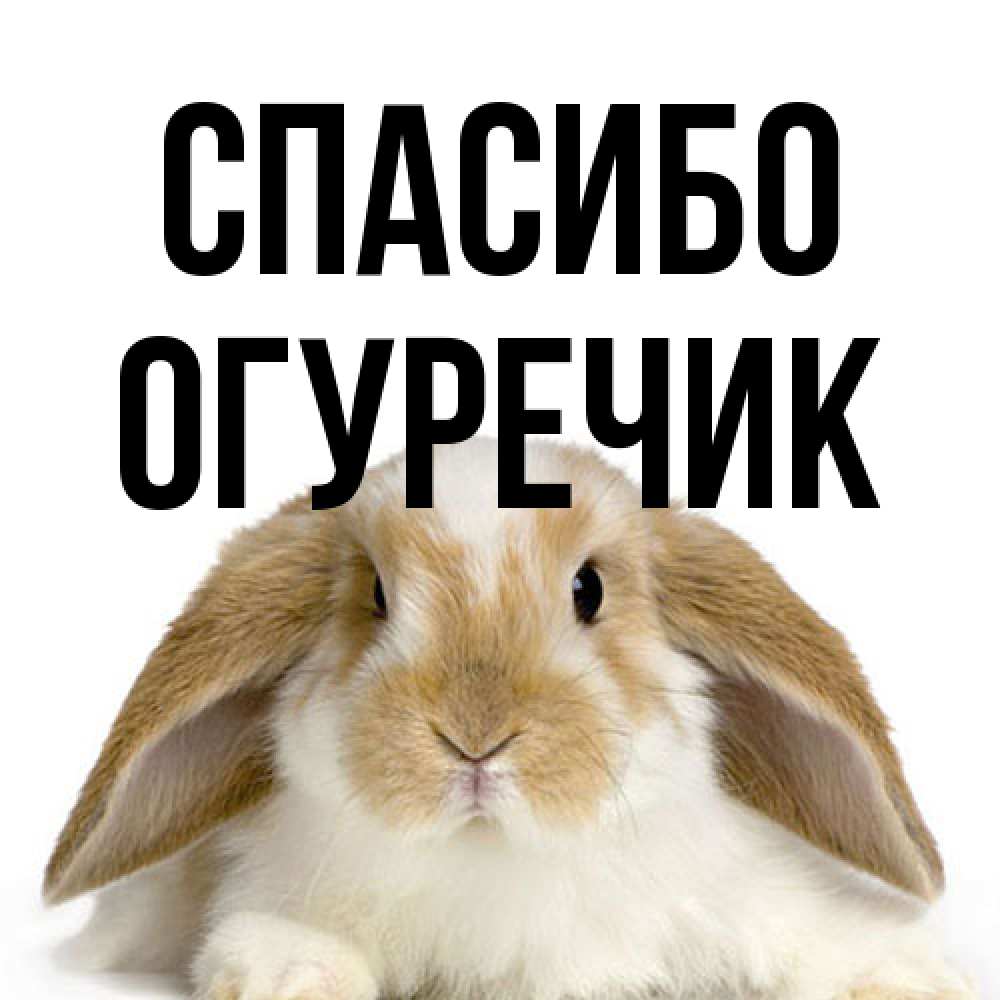 Открытка на каждый день с именем, Огуречик Спасибо коричнево белый заяц Прикольная открытка с пожеланием онлайн скачать бесплатно 