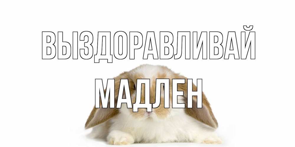Открытка на каждый день с именем, Мадлен Выздоравливай вислоухий кролик белого и коричневого цвета Прикольная открытка с пожеланием онлайн скачать бесплатно 