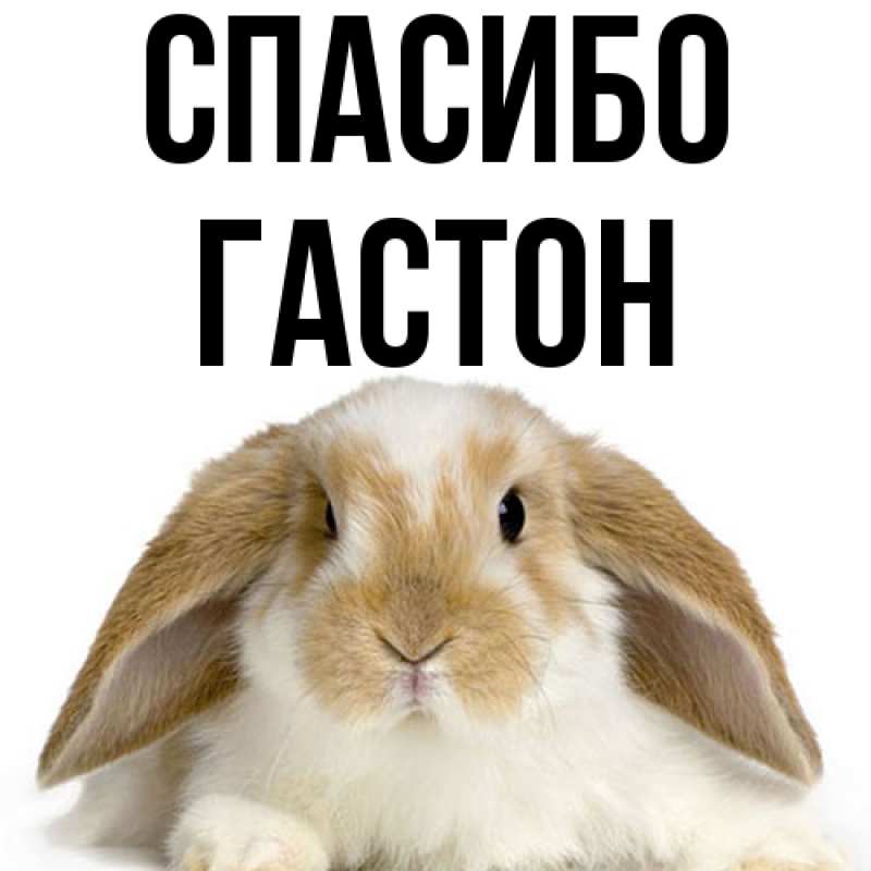 Картинка Спасибо, Гастон
