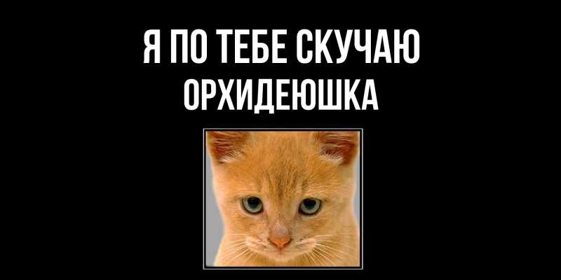 Картинка Я по тебе скучаю, Орхидеюшка