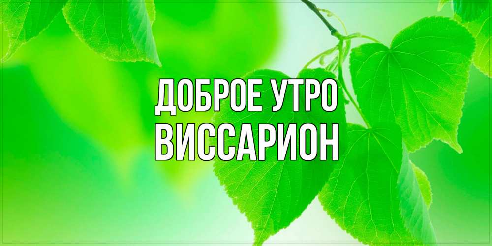 Открытка на каждый день с именем, Виссарион Доброе утро доброе утро с березовыми листьями Прикольная открытка с пожеланием онлайн скачать бесплатно 