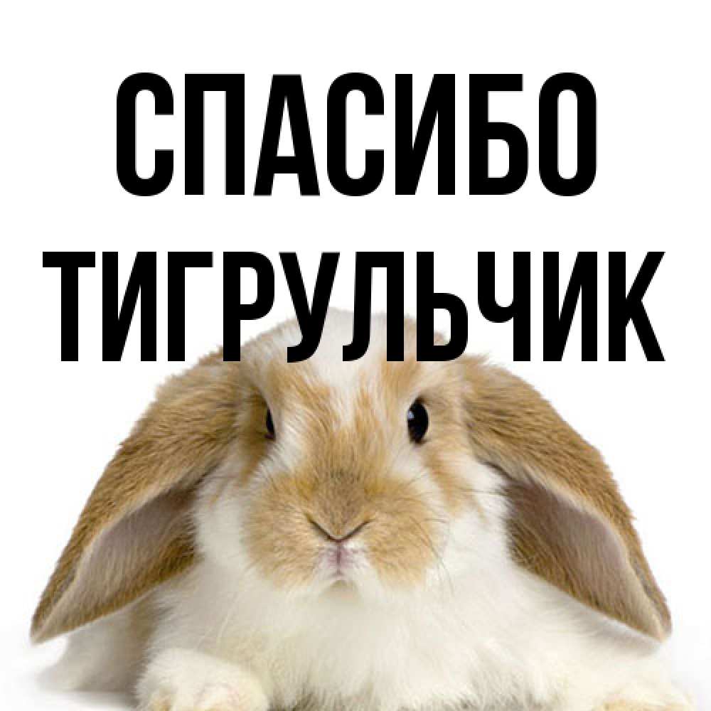 Открытка на каждый день с именем, Тигpульчик Спасибо коричнево белый заяц Прикольная открытка с пожеланием онлайн скачать бесплатно 