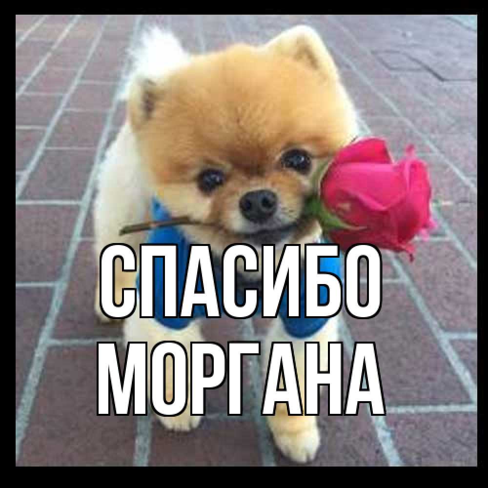 Открытка на каждый день с именем, Моргана Спасибо спасибо и дарю тебе цветок Прикольная открытка с пожеланием онлайн скачать бесплатно 