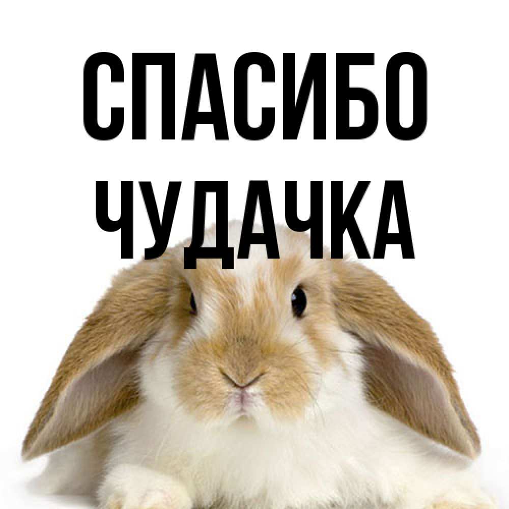 Открытка на каждый день с именем, Чудачка Спасибо коричнево белый заяц Прикольная открытка с пожеланием онлайн скачать бесплатно 
