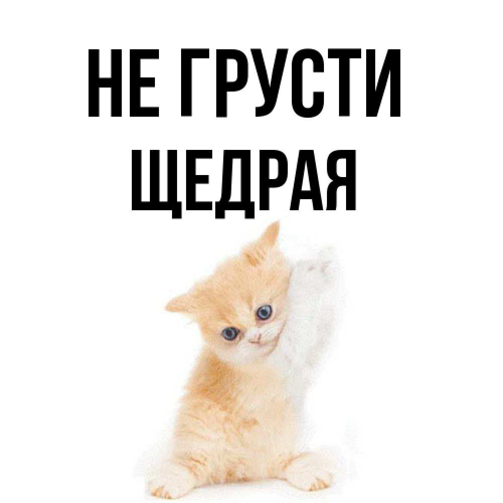 Открытка на каждый день с именем, Щедpая Не грусти просящий кот Прикольная открытка с пожеланием онлайн скачать бесплатно 