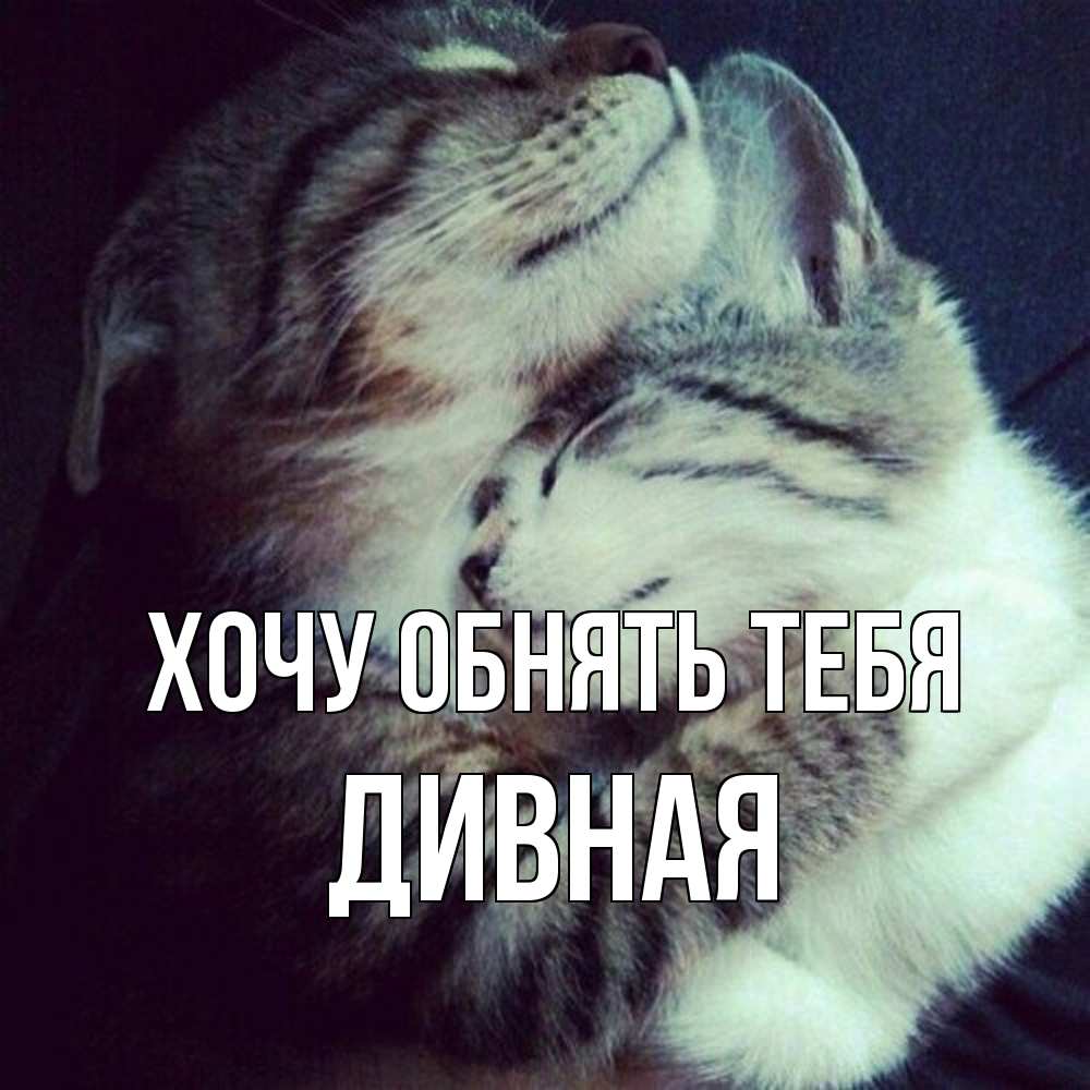 Открытка на каждый день с именем, дивная Хочу обнять тебя полосатики Прикольная открытка с пожеланием онлайн скачать бесплатно 