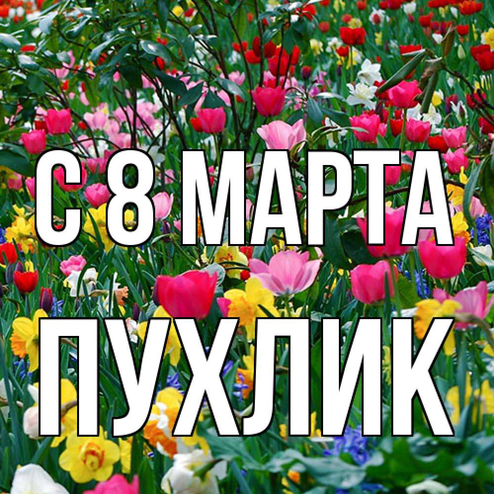 Открытка на каждый день с именем, пухлик C 8 МАРТА с международным женским днем поздравления для женщины Прикольная открытка с пожеланием онлайн скачать бесплатно 